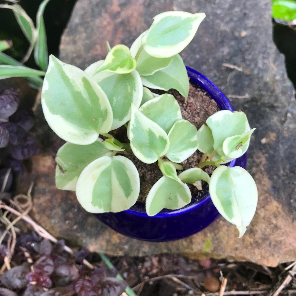 Handi Ceramic Planter – Handi Shape – myBageecha