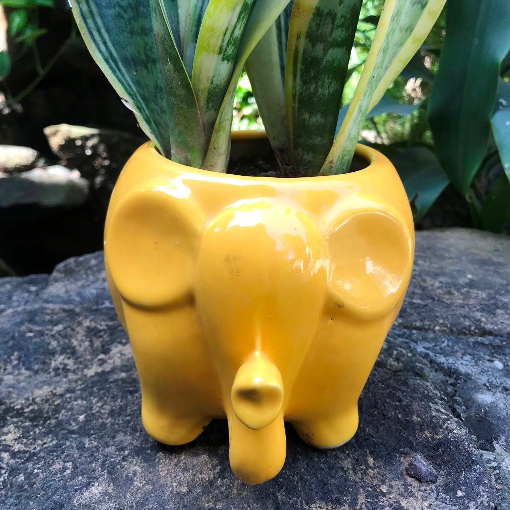 Royal Elephant Ceramic Planter - myBageecha