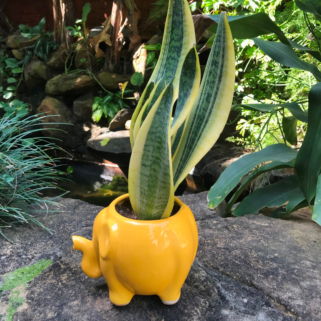 Royal Elephant Ceramic Planter – myBageecha
