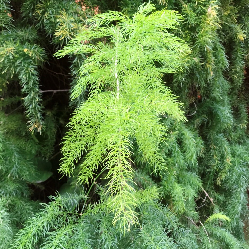 Asparagus Racemosus Fern Plant - myBageecha