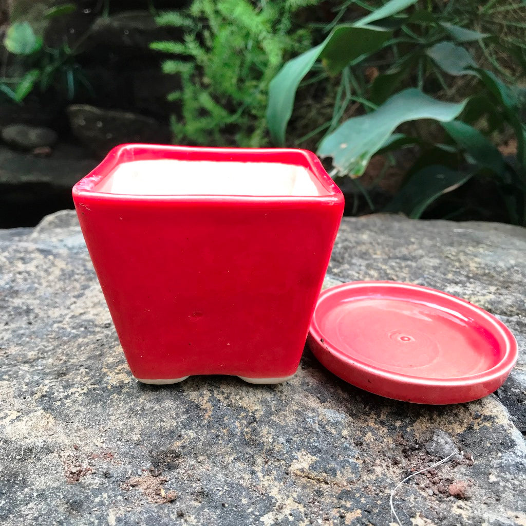 On the Move Ceramic Pot With Tray – myBageecha