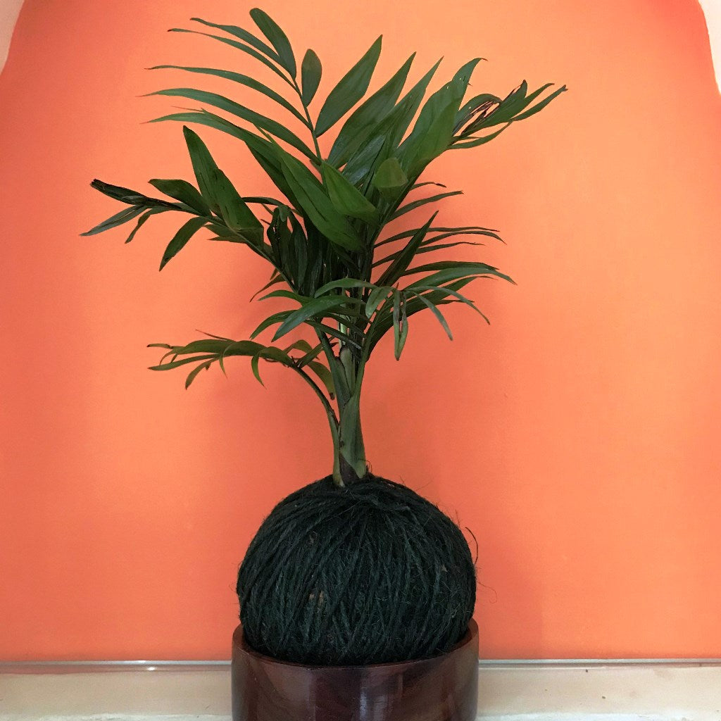 Kokedama Moss Ball Chamaedorea Elegans Plant - myBageecha
