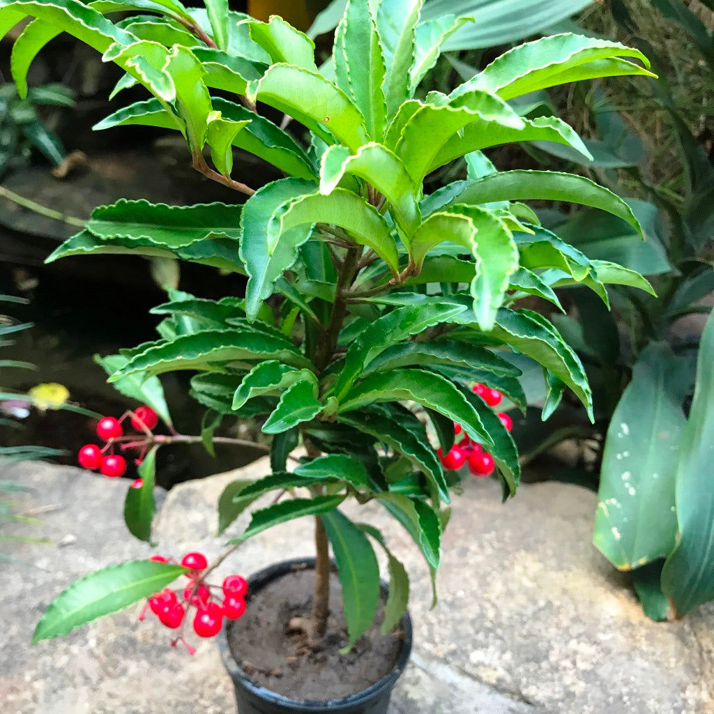 Marlberry Ardisia Japonica Plant - myBageecha