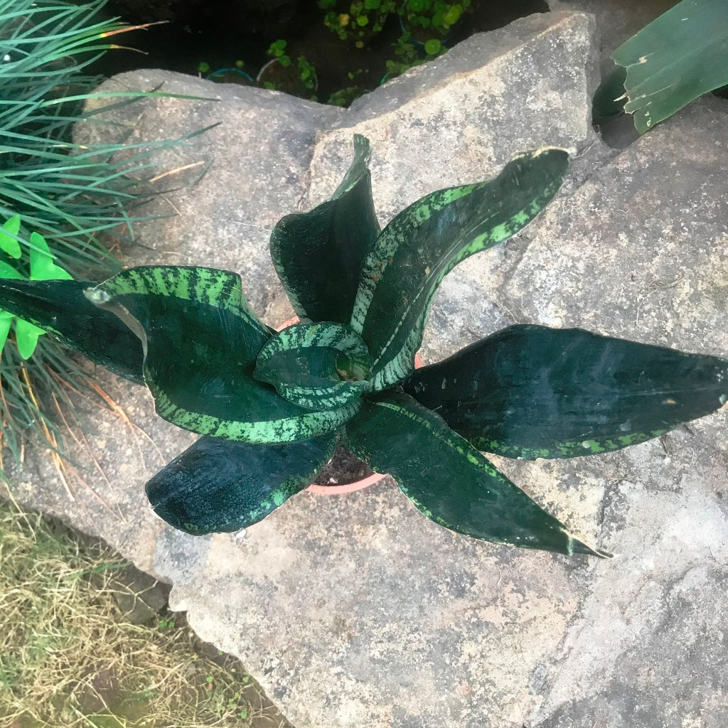 Sansevieria Whitney Plant - myBageecha