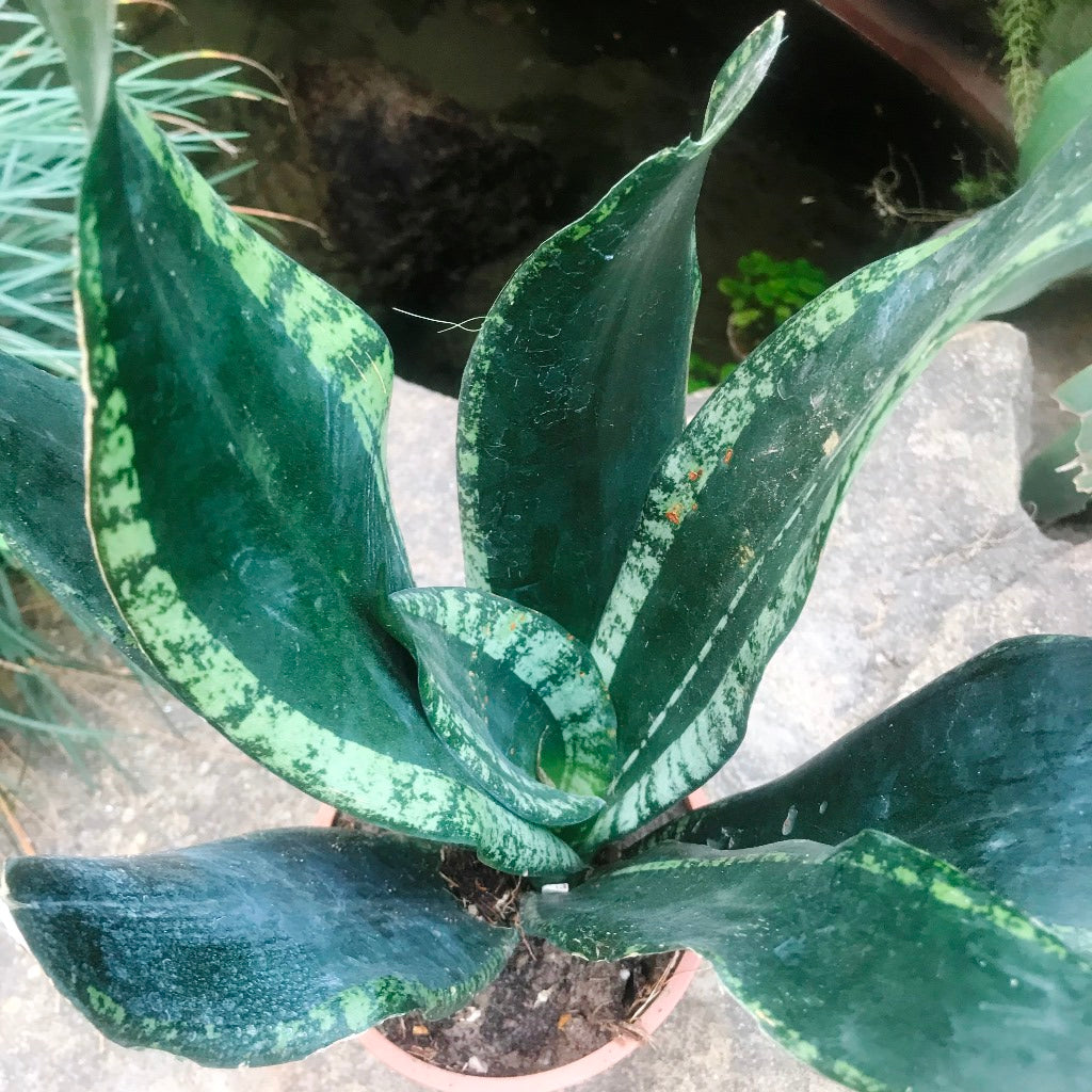 Sansevieria Whitney Dark Variegated Decorative Plant | myBageecha
