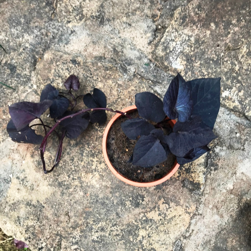 Ipomoea Batatas Ace of Spades leaf cluster view - mybageecha