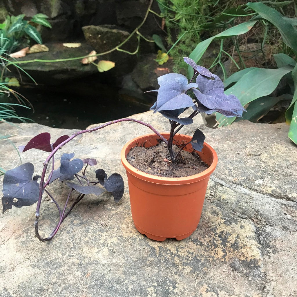Ipomoea batatas Ace of Spades Plant - myBageecha