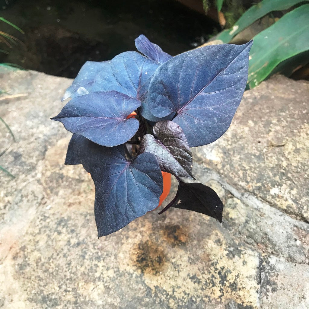 Ipomoea Batatas Ace of Spades balcony planter styling - myBageecha