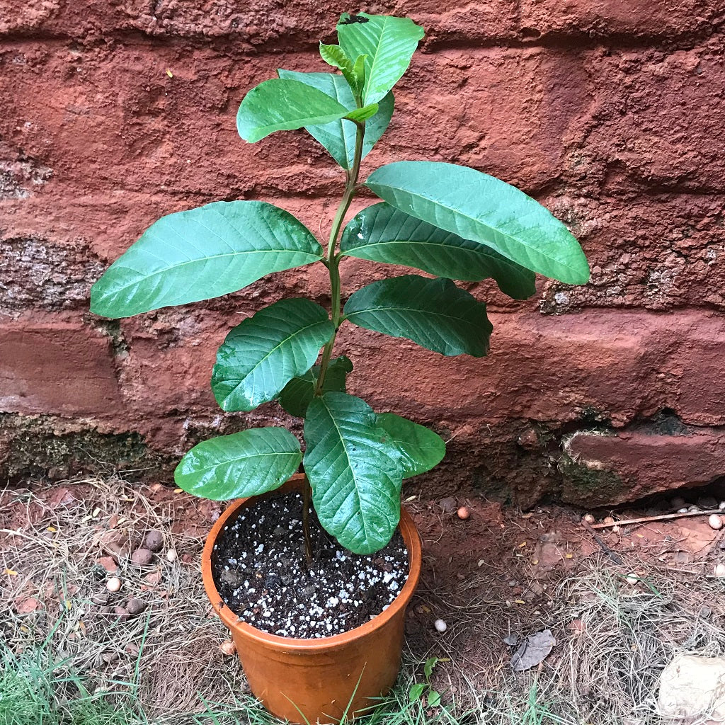 Red Guava Tissue Culture Plant - myBageecha
