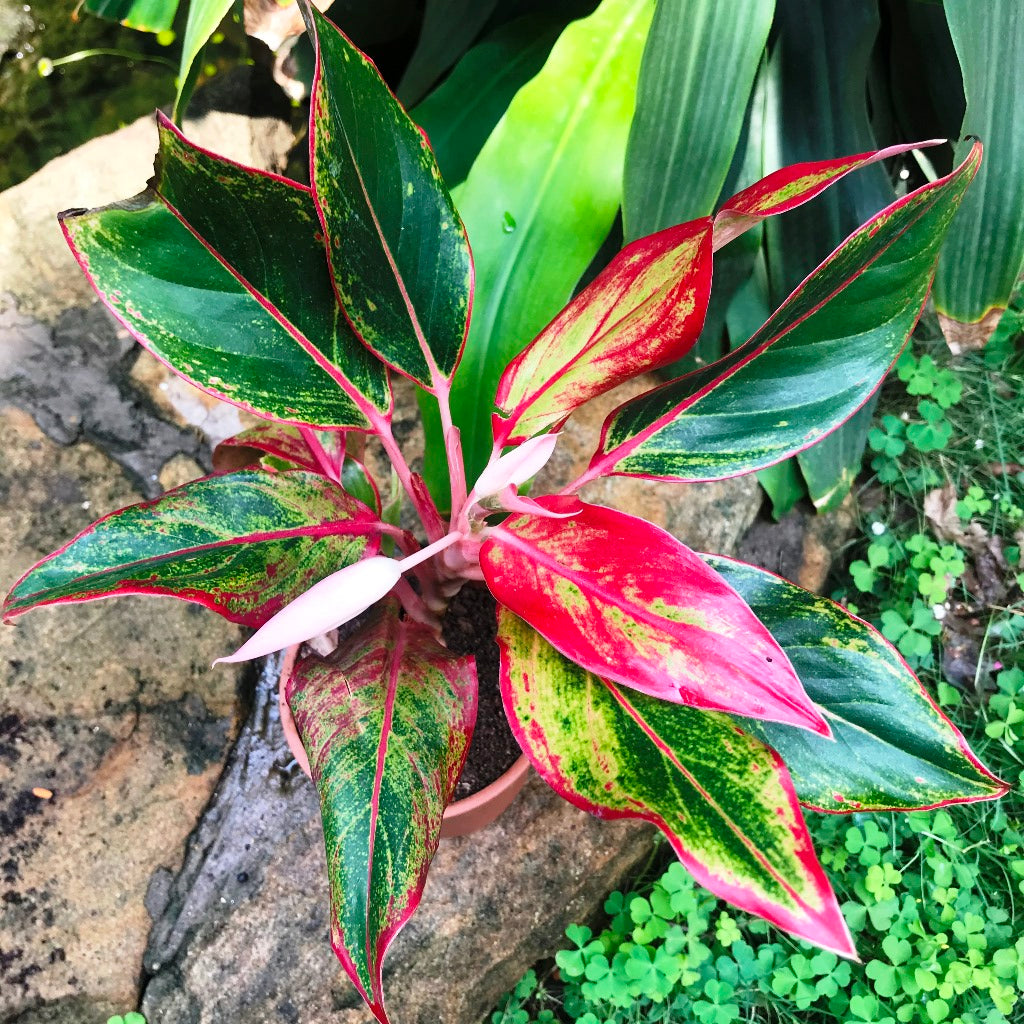 Aglaonema Lipstick Plant – Red Leaf Margin Highlight