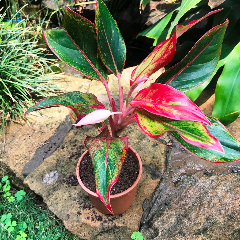 aglaonema red lipstick indoor plant Aglaonema Lipstick Plant – Indoor Colorful Decorative Evergreen Foliage