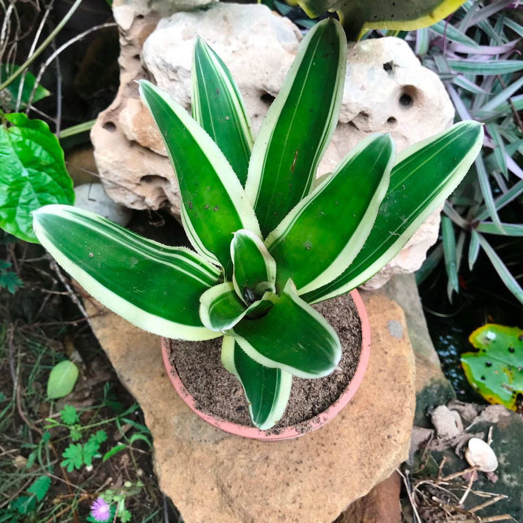 Front view showing compact spreading rosette.