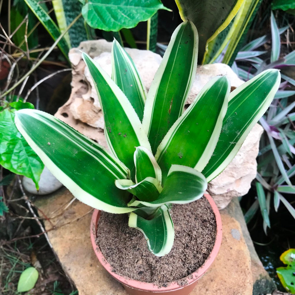 Top view showing leaf layering.