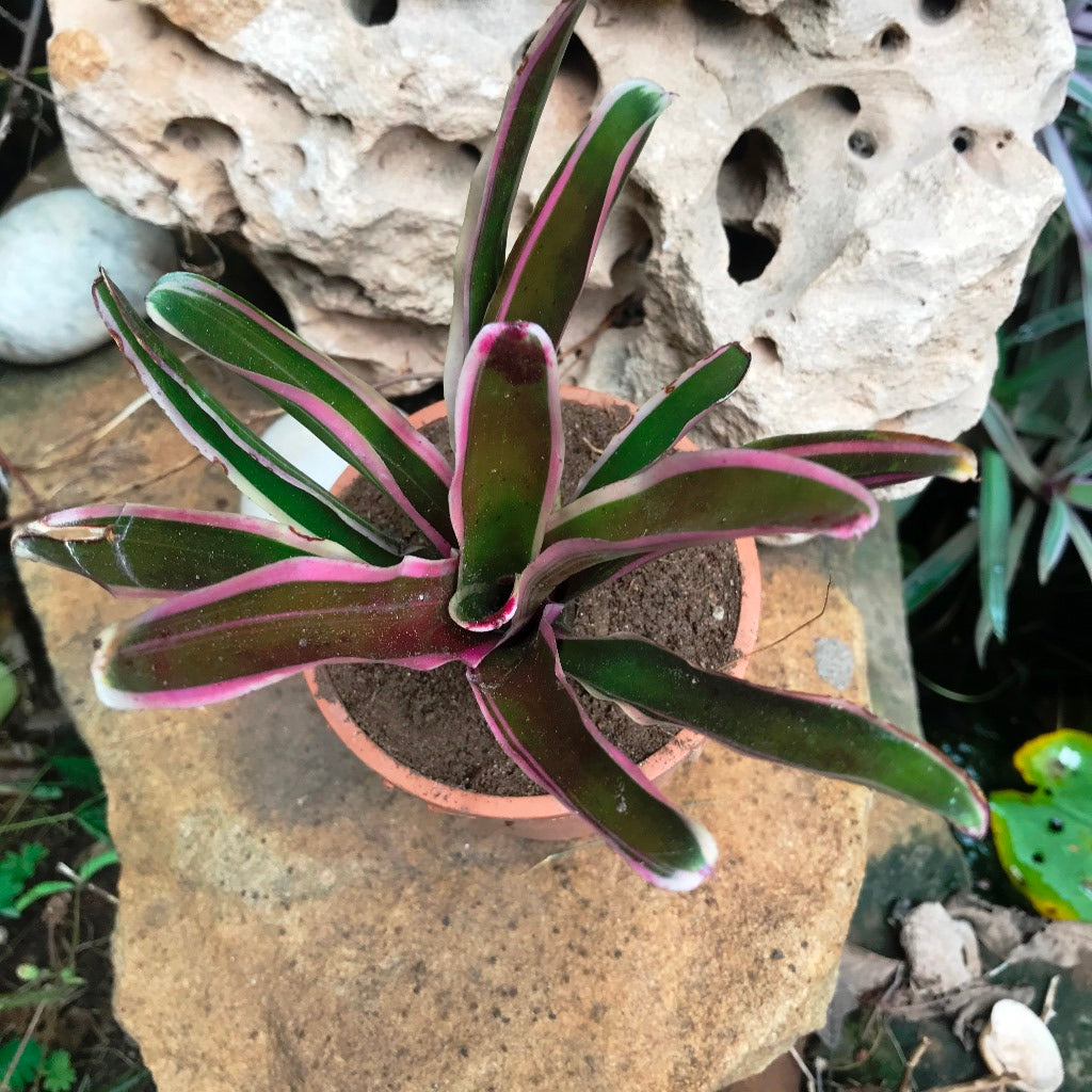 Neoregelia rosy fireball with soft pink foliage flush by myBageecha