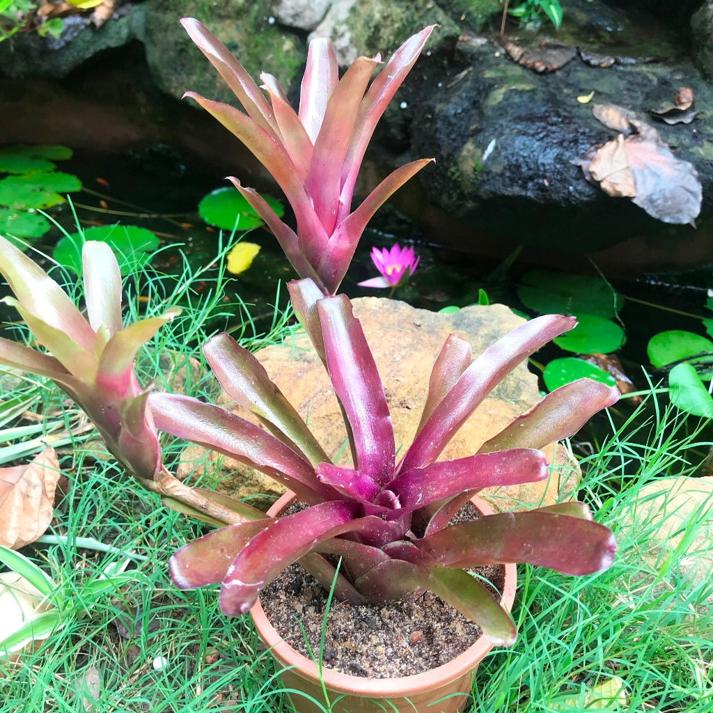 Neoregelia Fireball Plant - myBageecha