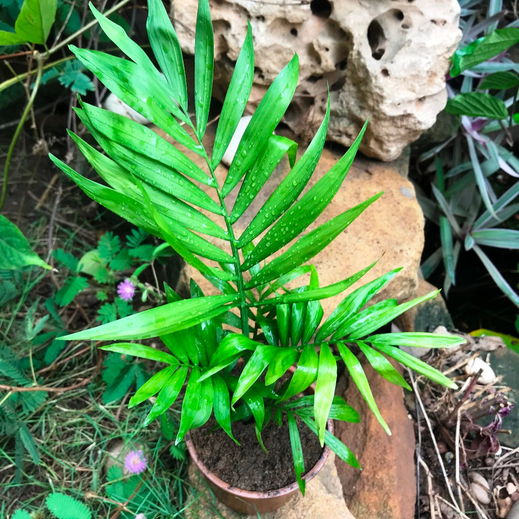 parlor palm tree Parlor Palm Plant Indoor – Low Light Air Purifying Palm