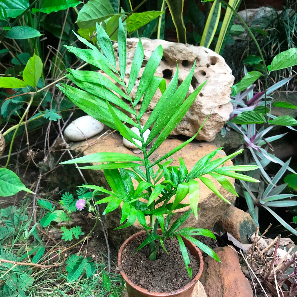 Parlor Palm Plant - myBageecha