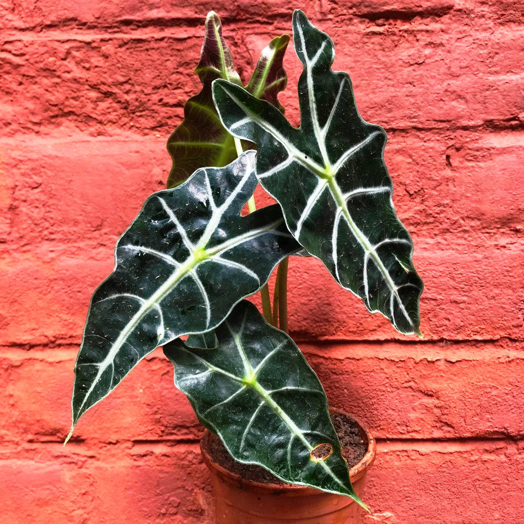Alocasia Bambino Arrow Plant – Suitable for Living Room Shelf & Tabletop Styling