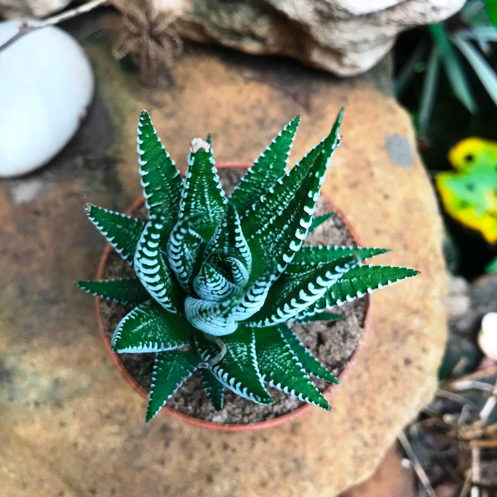 Haworthia Attenuata Succulent Plant - myBageecha