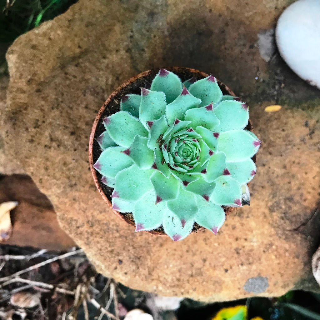 Sempervivum Calcareum Houseleek Succulent Plant - myBageecha