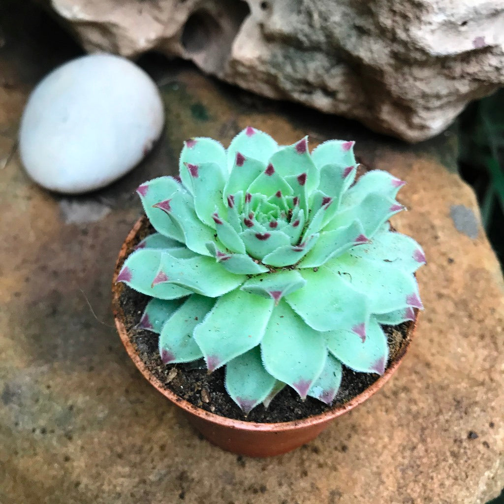 Sempervivum Calcareum Houseleek Succulent Plant - myBageecha