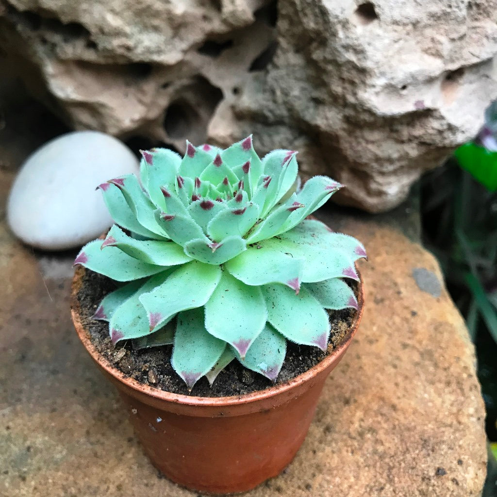 Sempervivum Calcareum Houseleek Succulent Plant - myBageecha