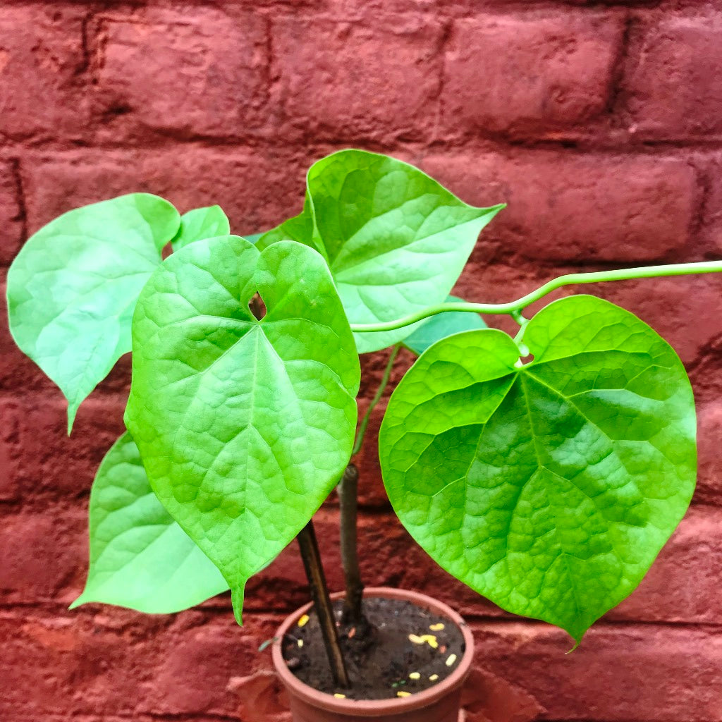 Tinospora Cordifolia Giloy Plant - myBageecha