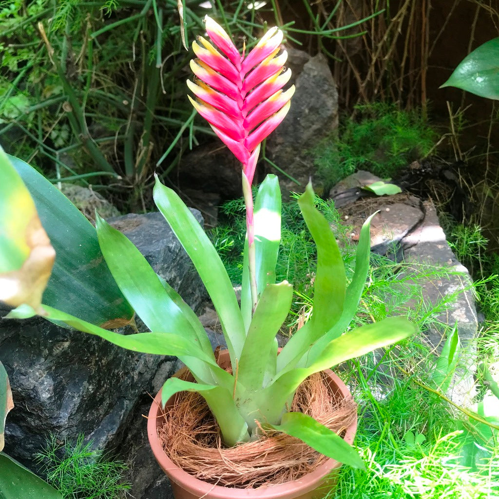 Vriesea carinata showing red upright bloom spike by myBageecha