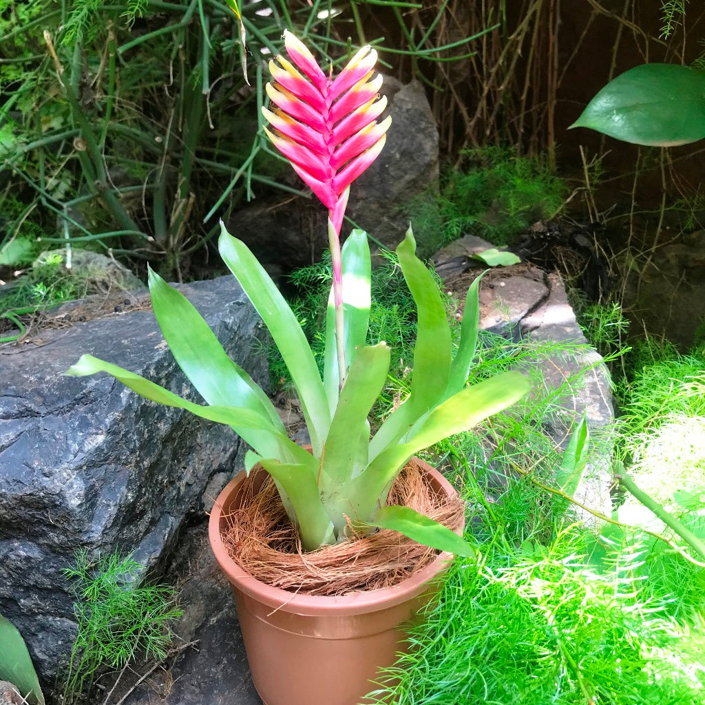 Vriesea Carinata Plant - myBageecha