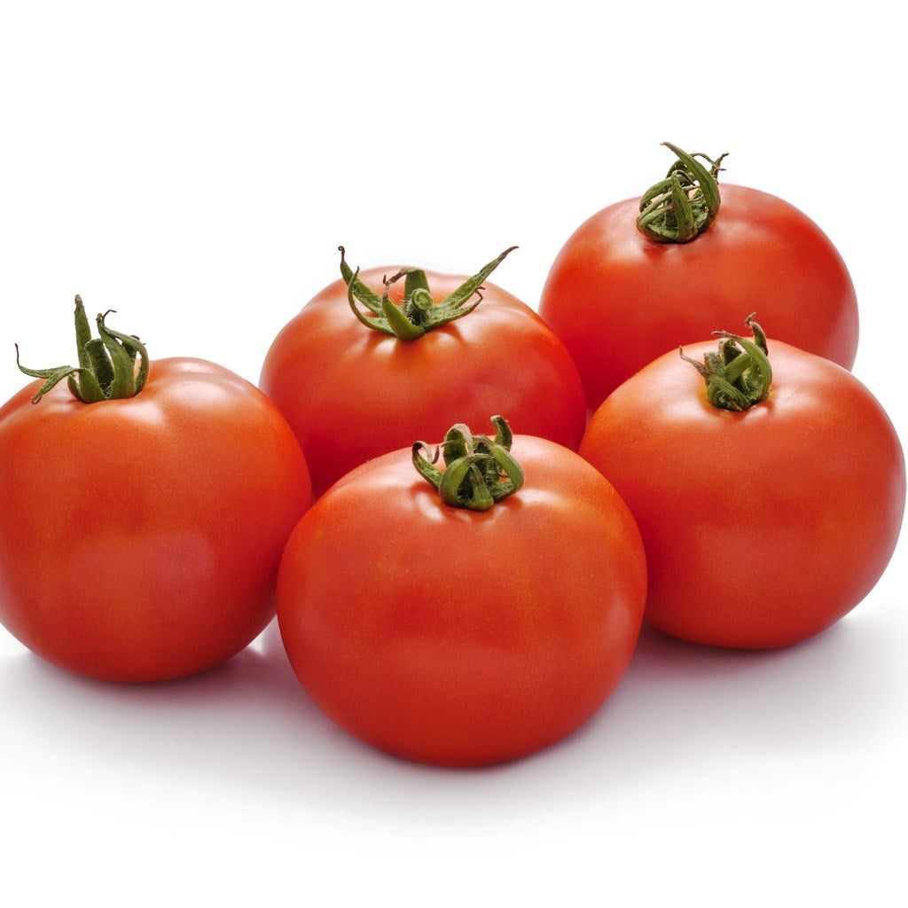 Tomato Indam 14301 annual hybrid crop – myBageecha