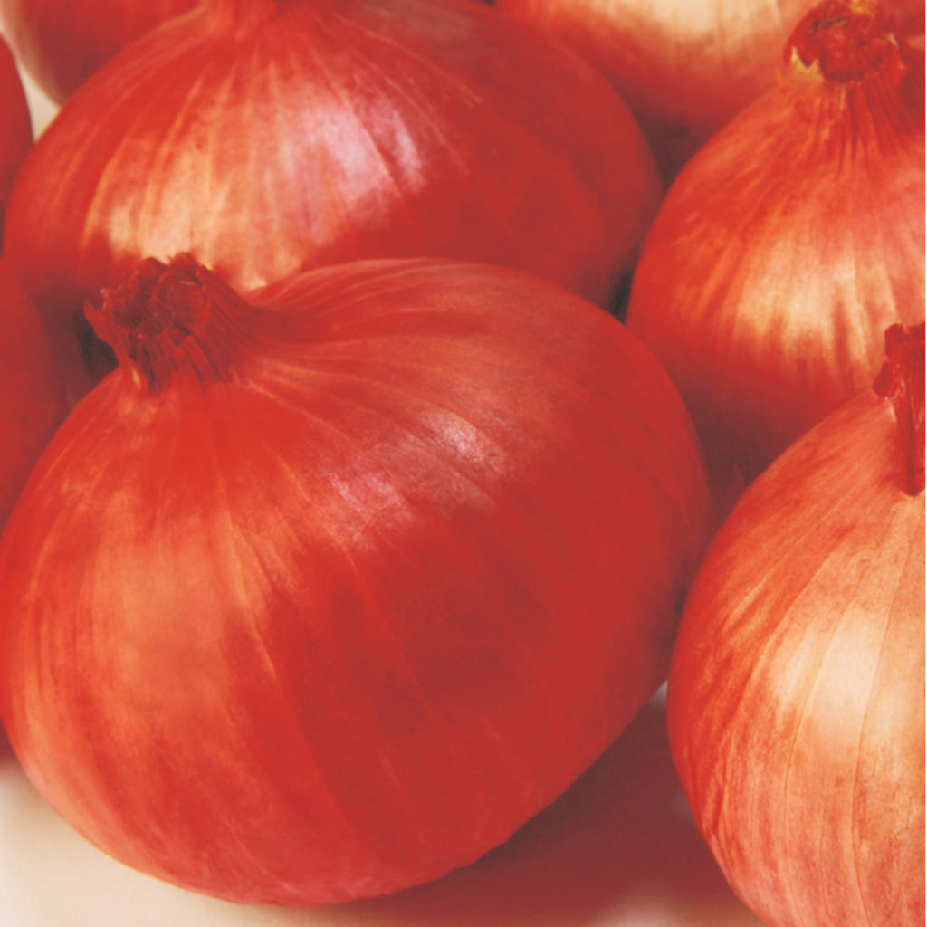Onion Indam-4 biennial hybrid crop – myBageecha