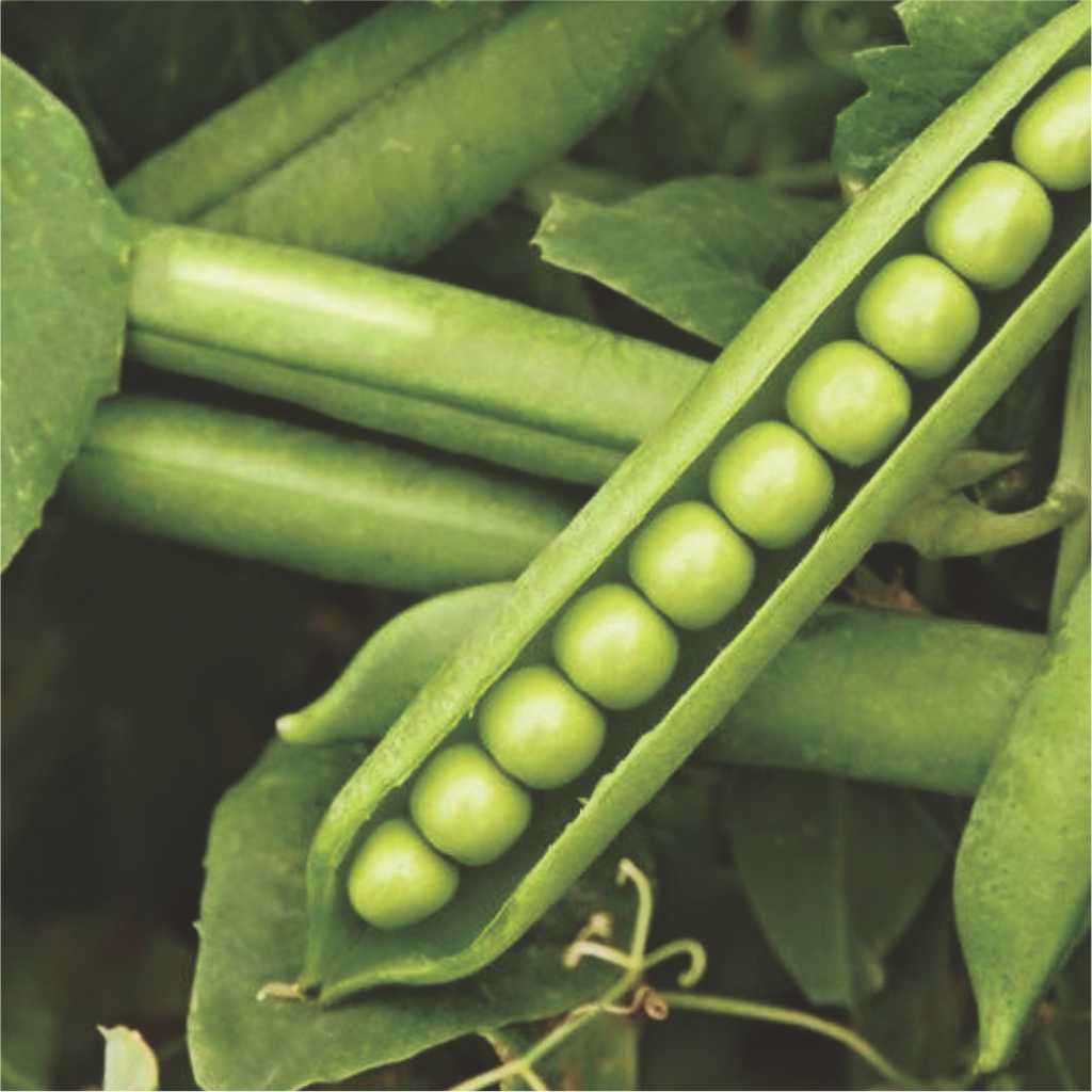 Peas Indam Greenwood (HY) Vegetable Seeds - myBageecha