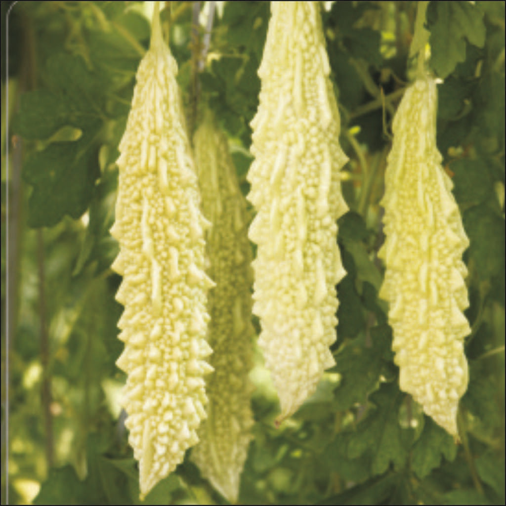 Bittergourd Taj-4625 annual hybrid vine – myBageecha
