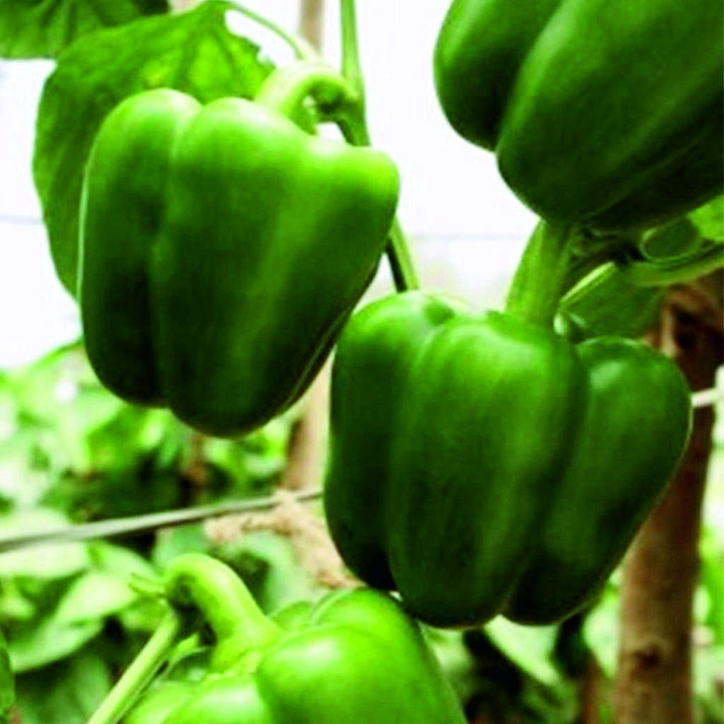 Capsicum Bharath annual hybrid crop – myBageecha
