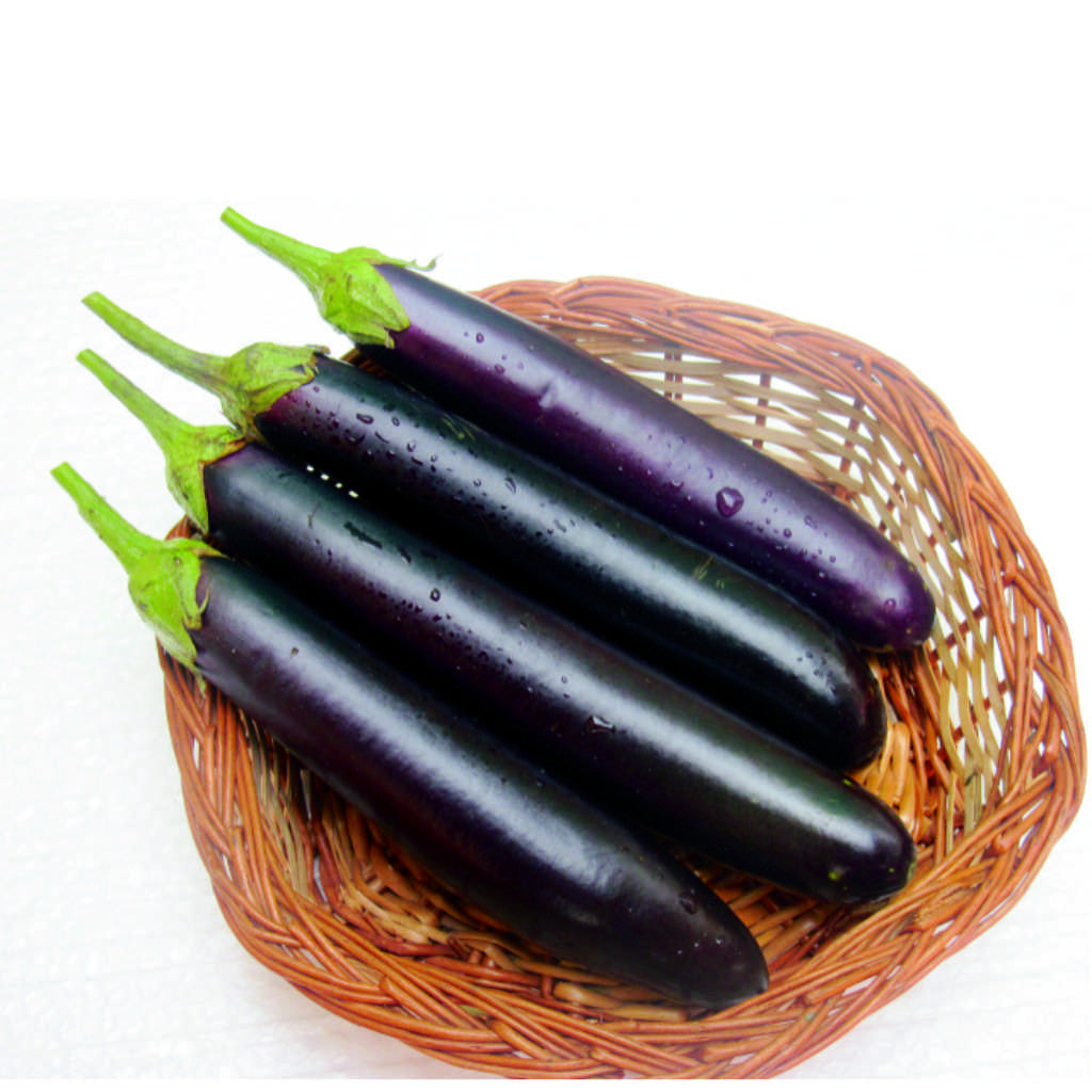 Brinjal Sourabha Long-13 annual hybrid crop – myBageecha
