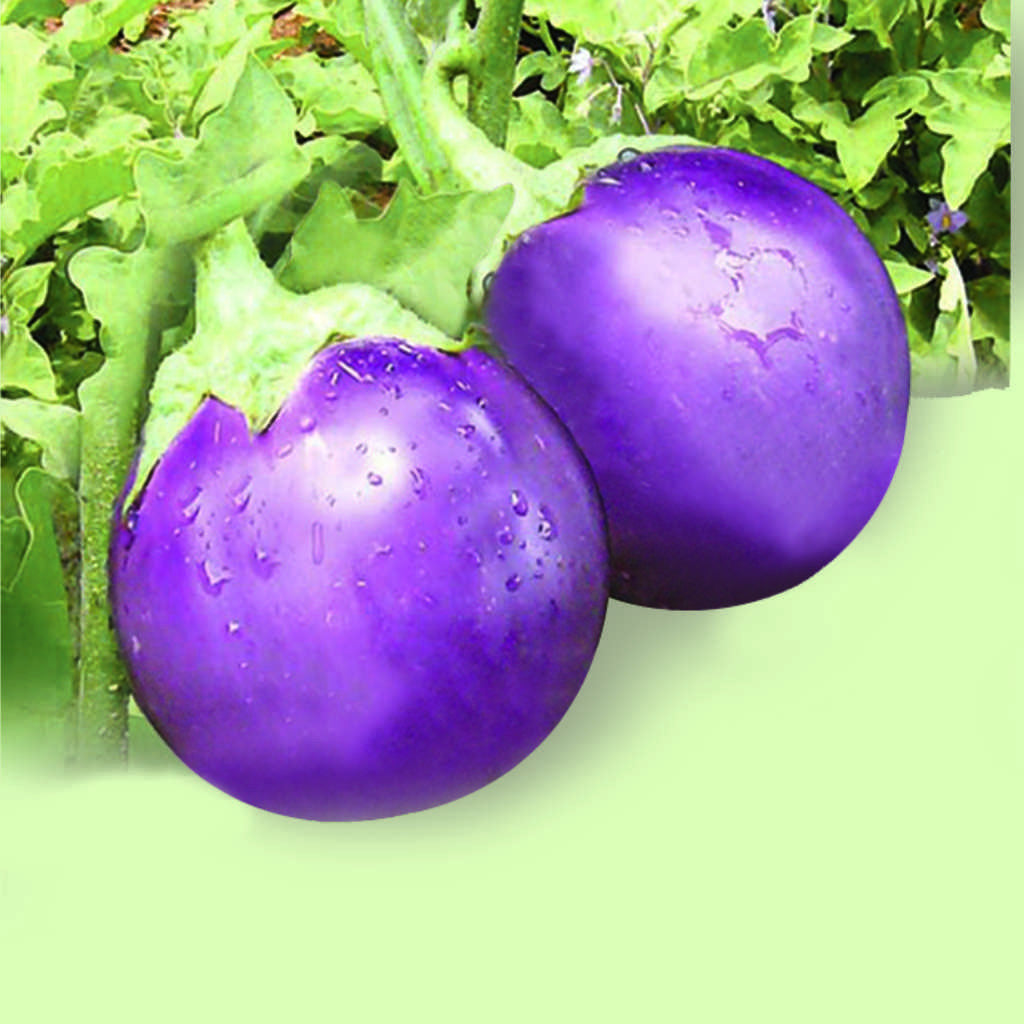 Brinjal Supriya annual hybrid crop – myBageecha