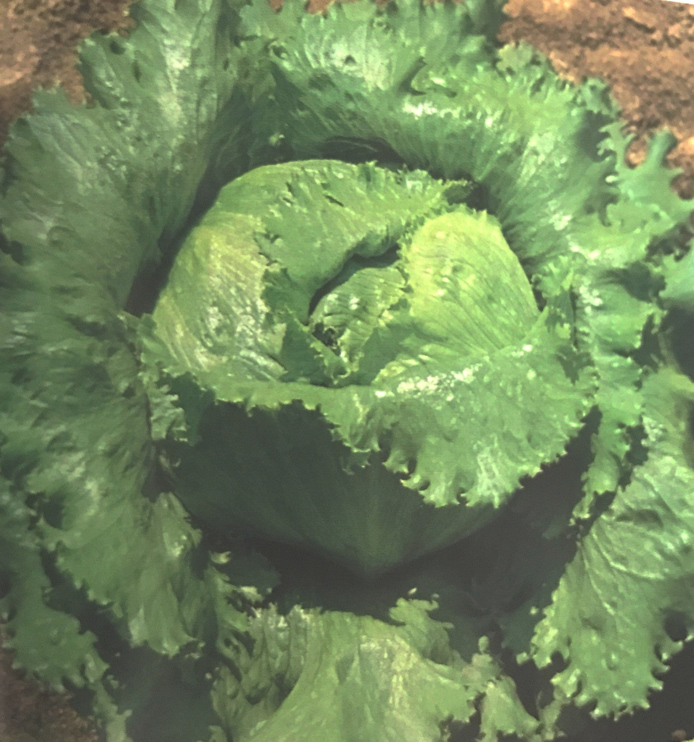 Leafy vegetable, winter harvest