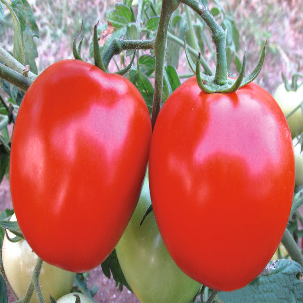Tomato Indam 13201 [HY] - Monsoon Variety Vegetable Seeds - myBageecha
