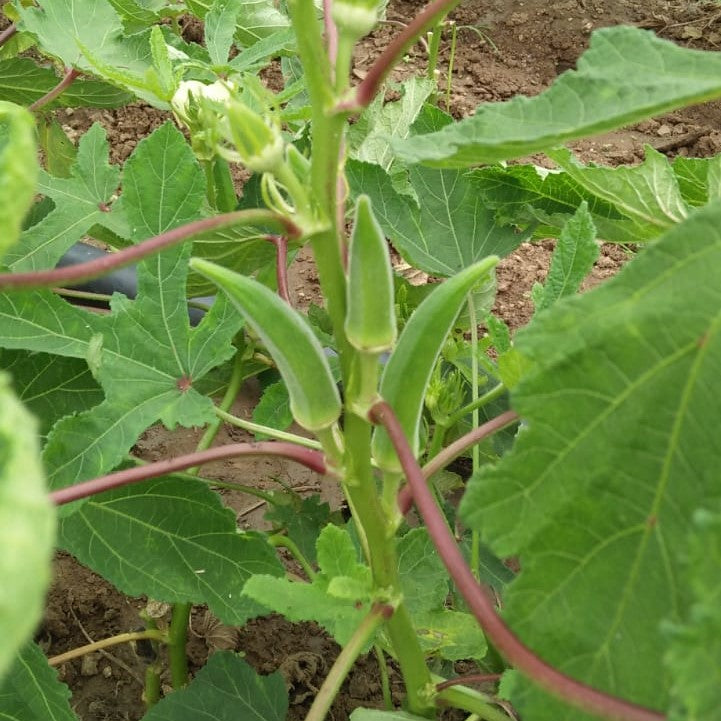 Okra Indam-4424 annual hybrid crop – myBageecha