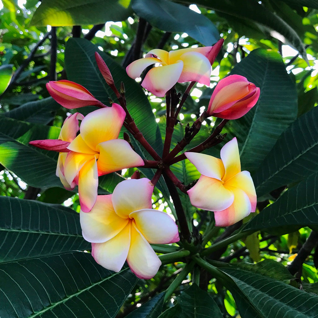 Plumeria Intense Rainbow Champa Plant - myBageecha