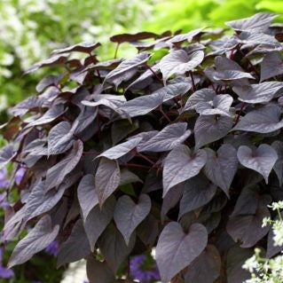 Ipomoea Batatas Ace of Spades trailing vine display - myBageecha