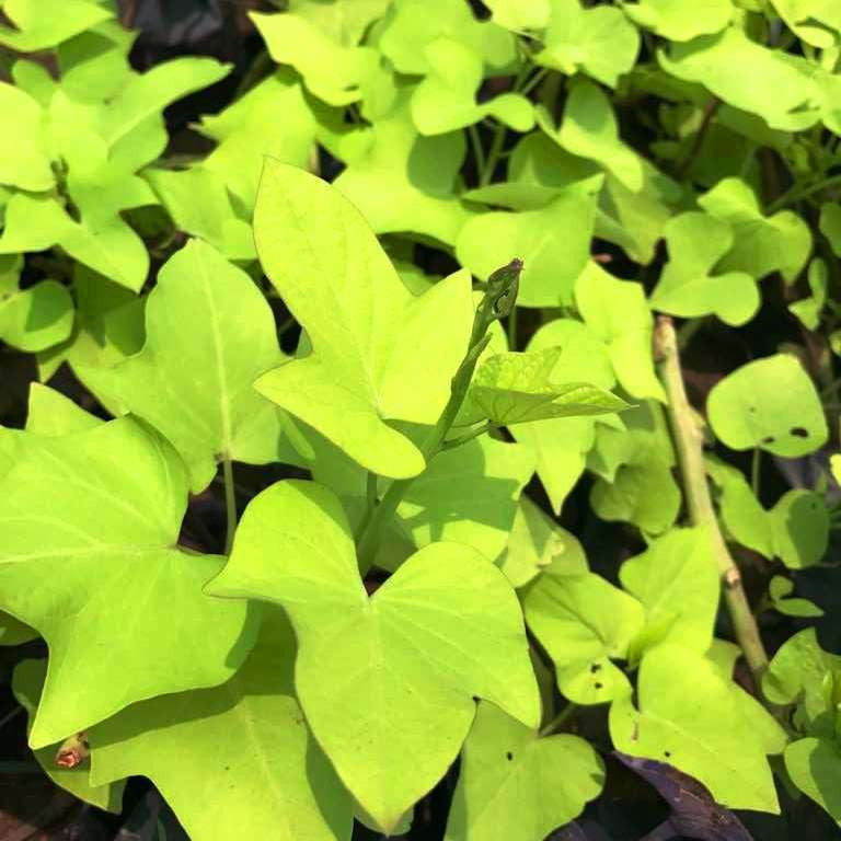 Ipomoea Batatas Margarita Plant trailing foliage – myBageecha