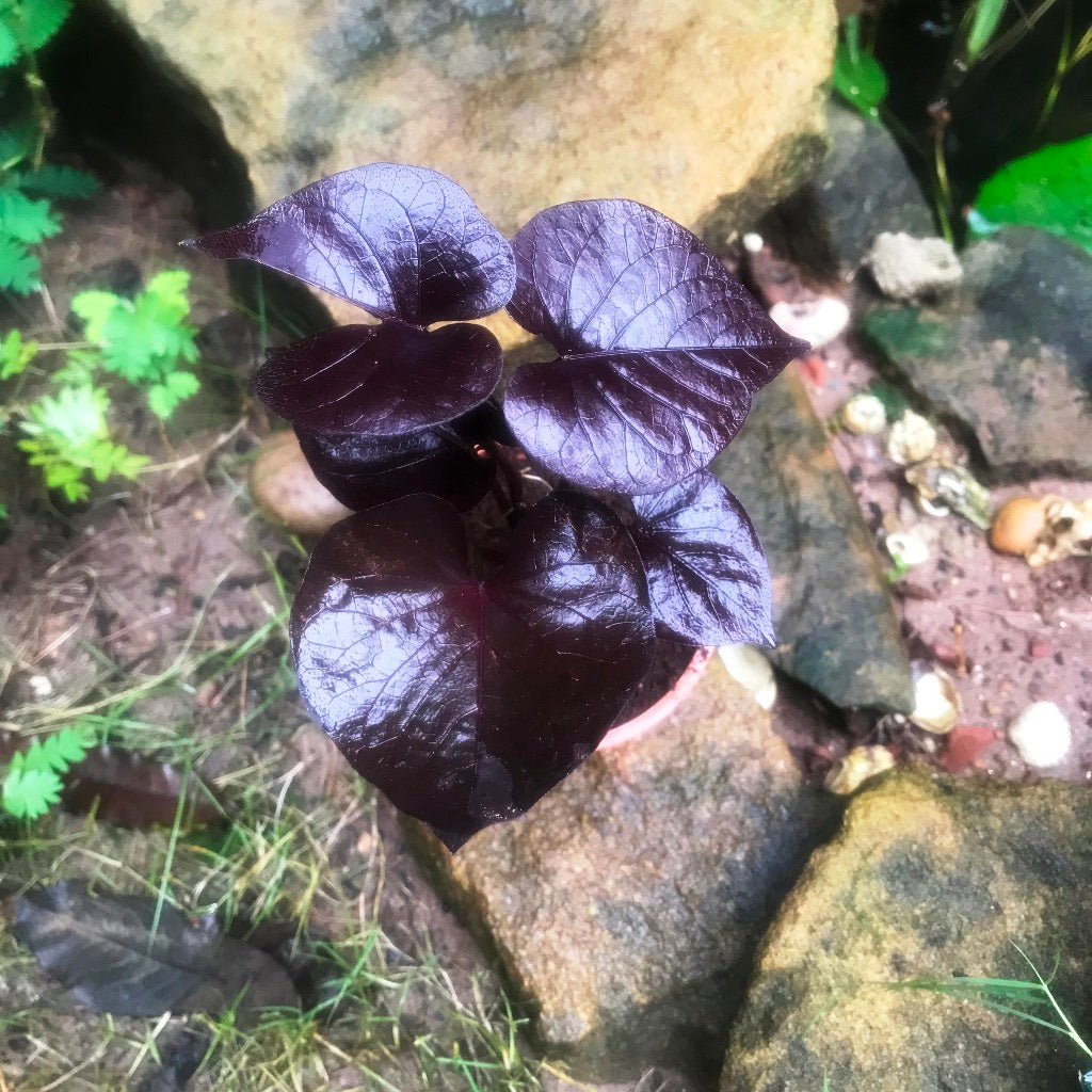 Ipomoea Batatas Ace of Spades hanging basket look - myBageecha