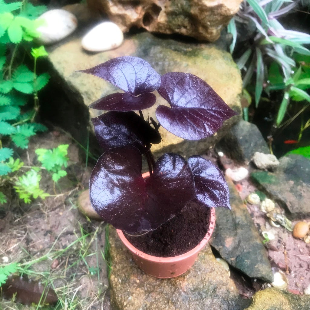 Ipomoea Batatas Ace of Spades outdoor vine trail - myBageecha