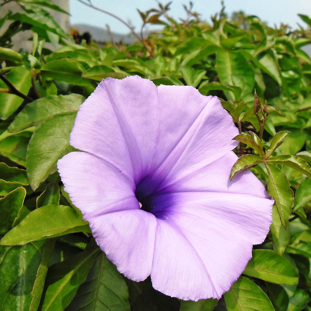 Ipomoea Cairica Plant - myBageecha