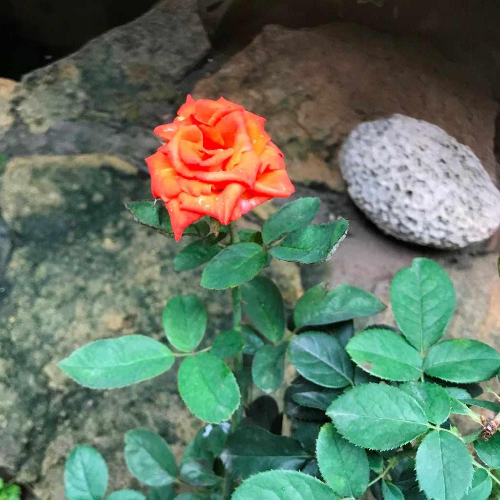 Iris Eye Shrub Rose Plant - myBageecha