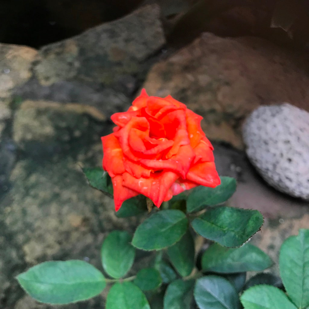 Iris Eye Shrub Rose Plant - myBageecha