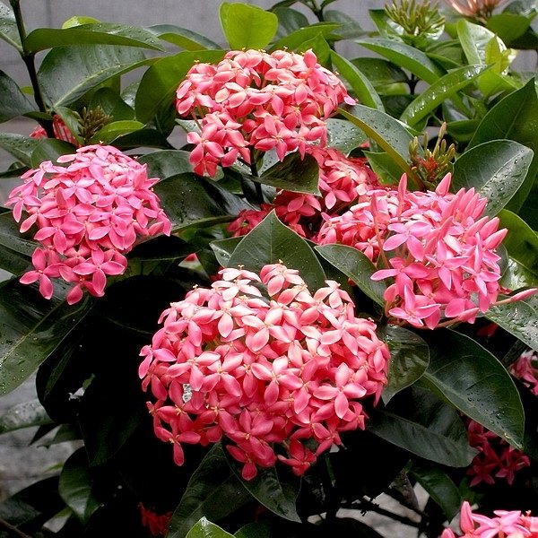 Ixora Coccinea Nora Grant Pink Plant - myBageecha