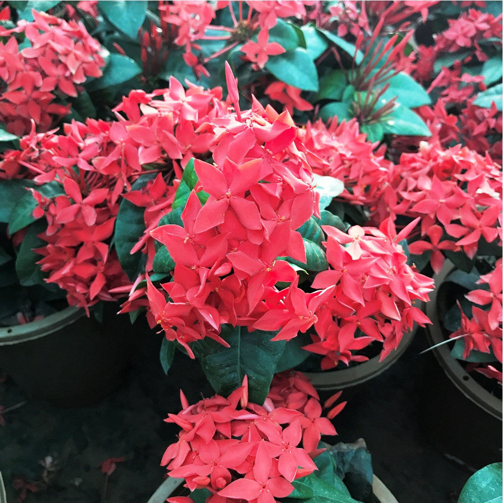 Jungle Flame 'Red' Plants myBageecha - myBageecha