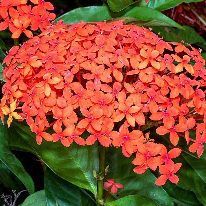 Ixora Coccinea Maui Red Plant - myBageecha